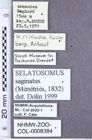 Etiketten zu Selatosomus saginatus (Ménétriés, 1832) (NHMW-ZOO-COL-0008384)
